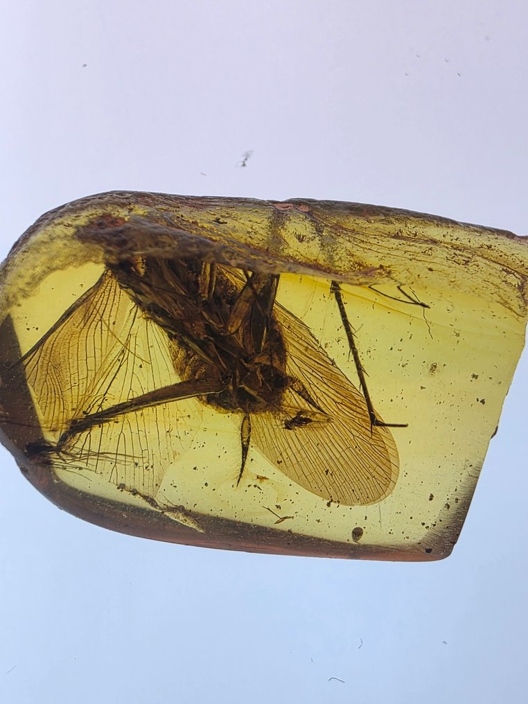 Κεχριμπάρι Βιρμανίας - Κεχριμπάρι (χωρίς τιμή ασφαλείας) #2.1