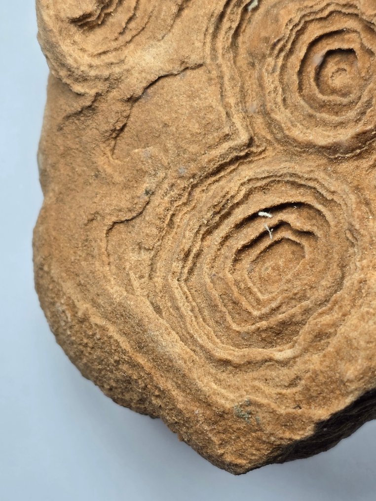 Fossilt fragment - Huge stromatolite - 18 cm  (Utan reservationspris) #3.2