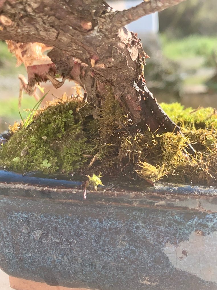 Juniper bonsai (Juniperus) - Height (Tree): 15 cm - Depth (Tree): 25 cm - Japan #4.3