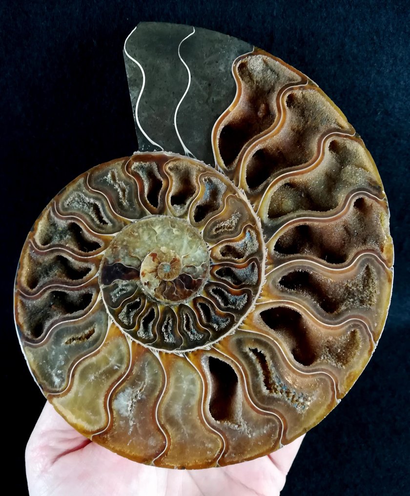 Ammonoid - Fossiliserat djur - Aioloceras (Cleoniceras) besairiei (Collignon 1949) - 17 cm - 14.5 cm #2.1