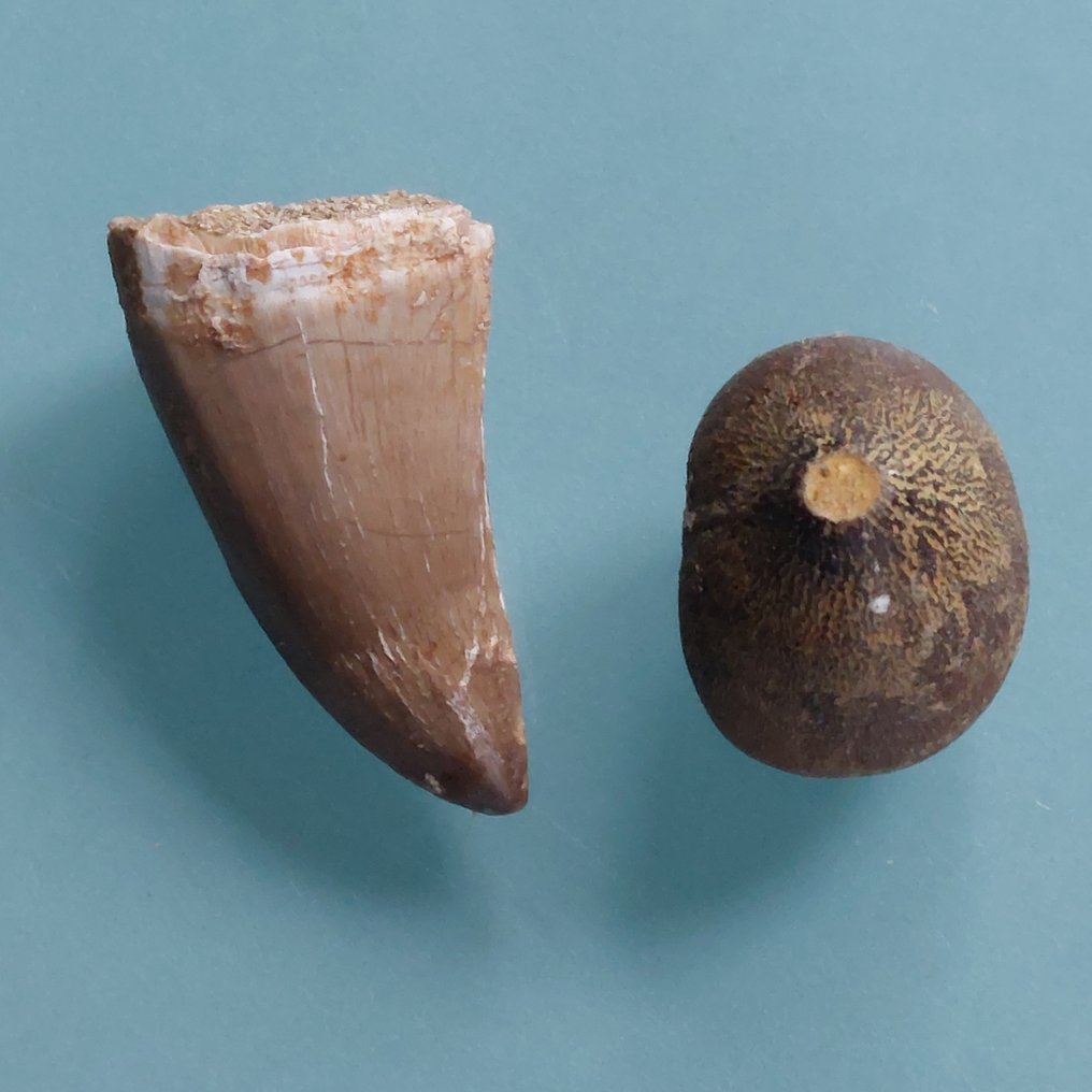 Two teeth from Mosasaurus, the mosasaur. - Fossil tooth - 48 mm - 25 mm (No reserve price) #1.0