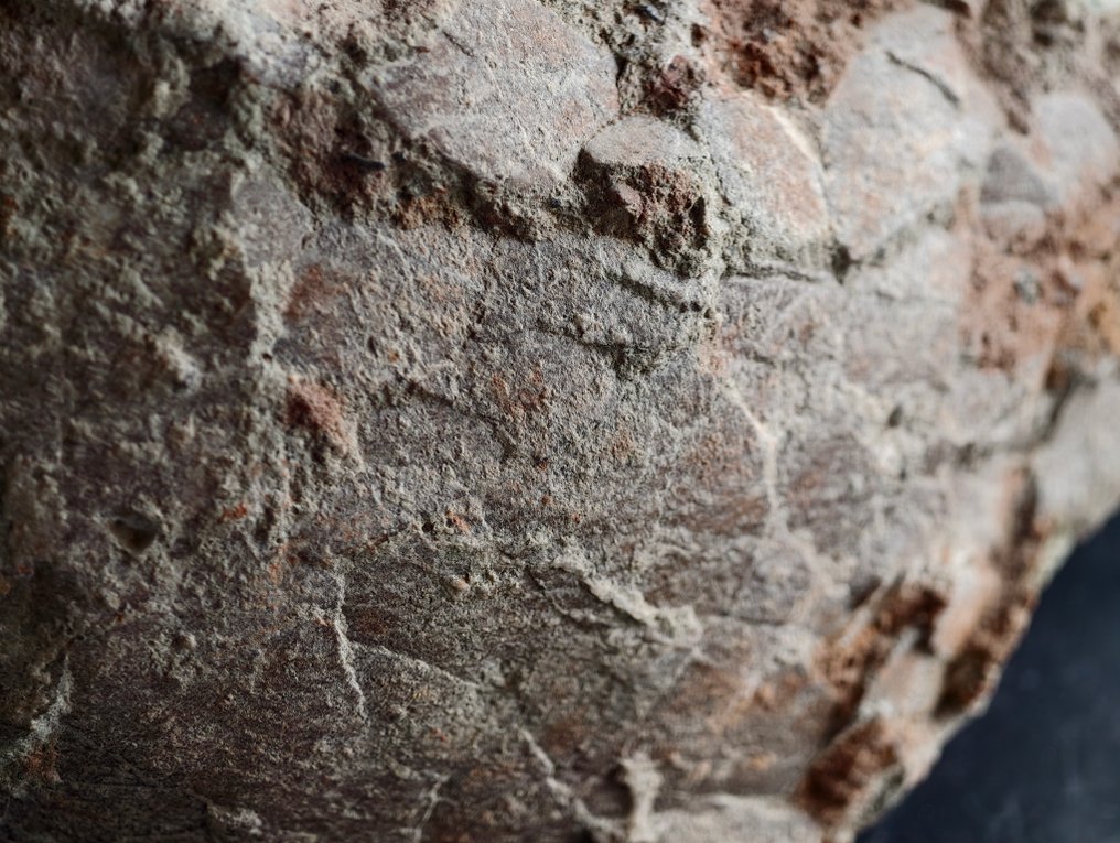 Dinosaur - Hadrosaurus egg - Fossilised egg #4.3