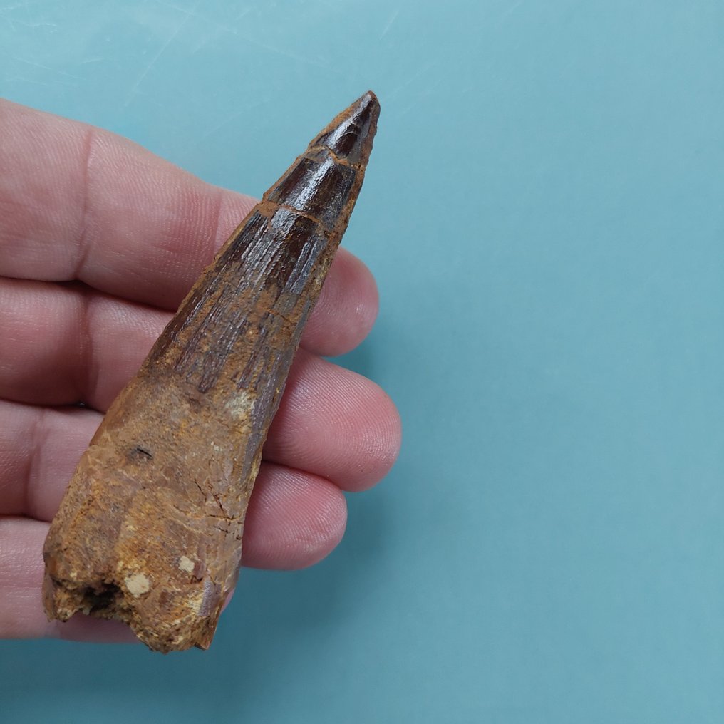 Dinosaur - Fossil tann - Spinosaurus aegyptiacus - 90 mm - 30 mm #1.0