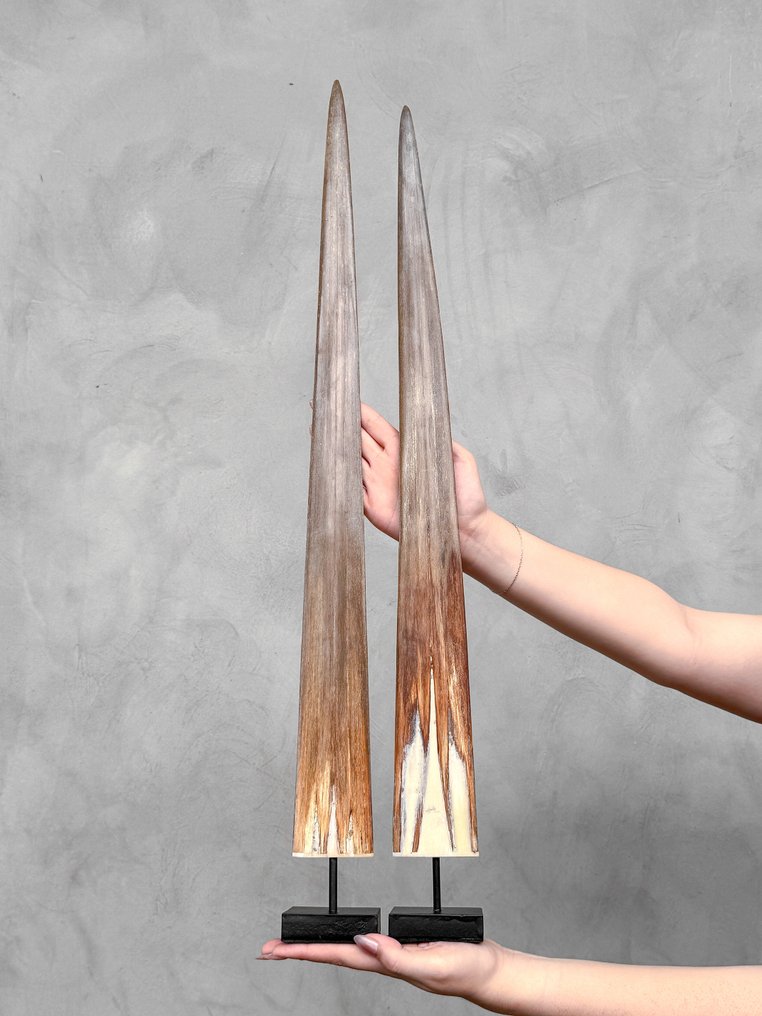 Χωρίς ελάχιστη τιμή - Ένα ζεύγος κέρατα ξιφία τοποθετημένα σε προσαρμοσμένες βάσεις. Ρύγχος σε βάση - Xiphias Gladius - 74 cm - 7 cm - 7 cm- Είδη που δεν ανήκουν στο CITES -  (2) #2.1