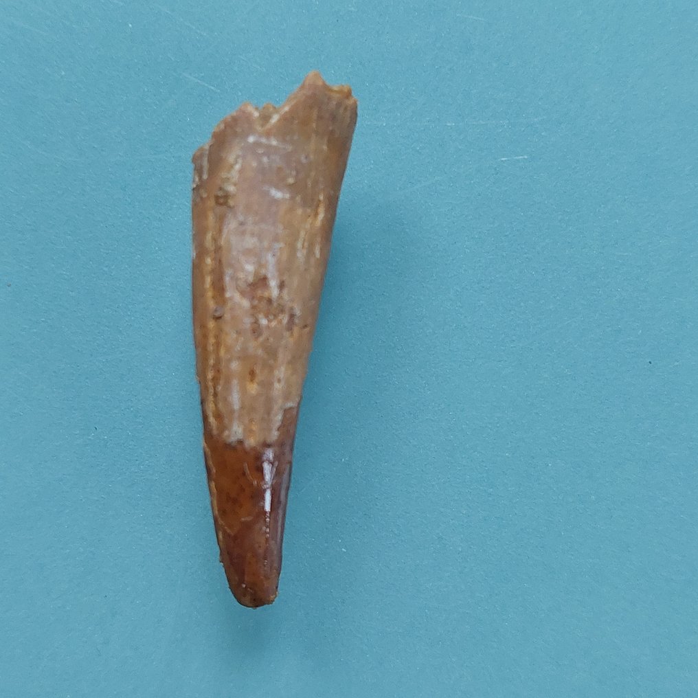 Pterosaur - Fossil tooth - 38 mm - 10 mm (No reserve price) #2.1