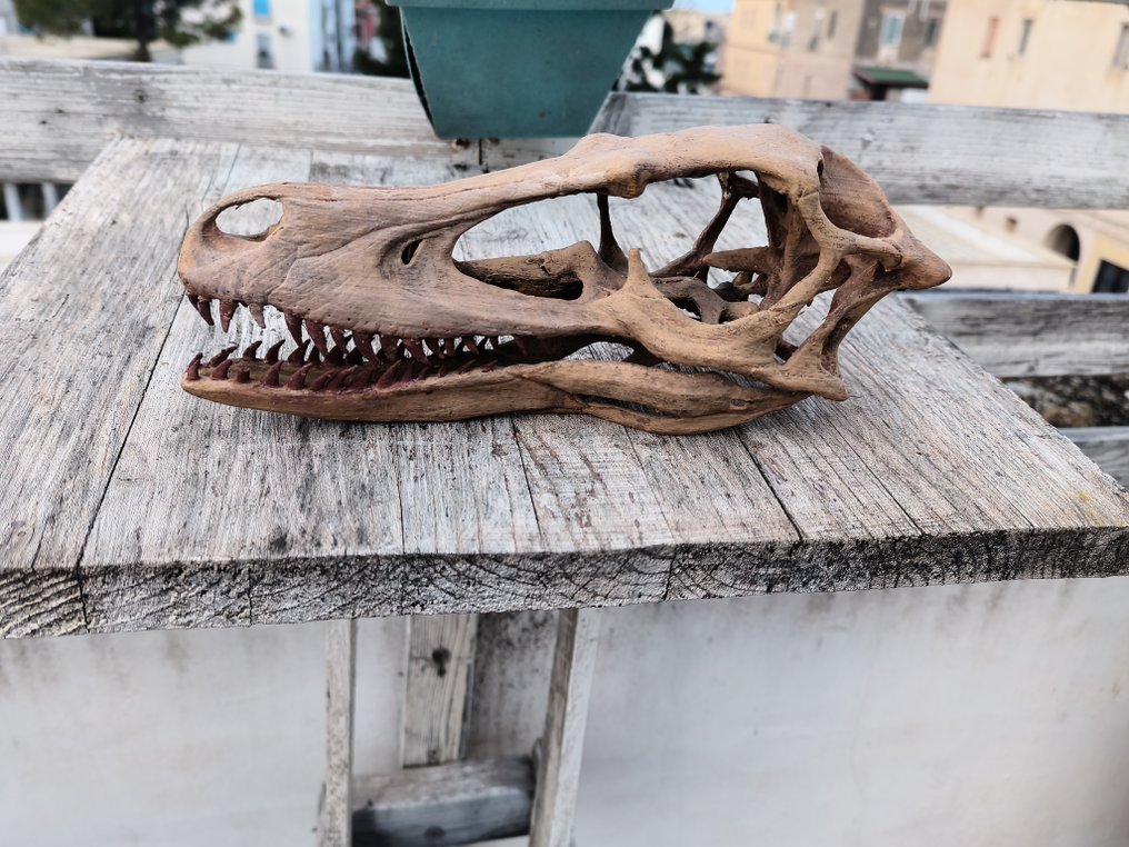 恐龙 - 骨骼化石 - velociraptor - 9 cm - 10 cm  (没有保留价) #4.3