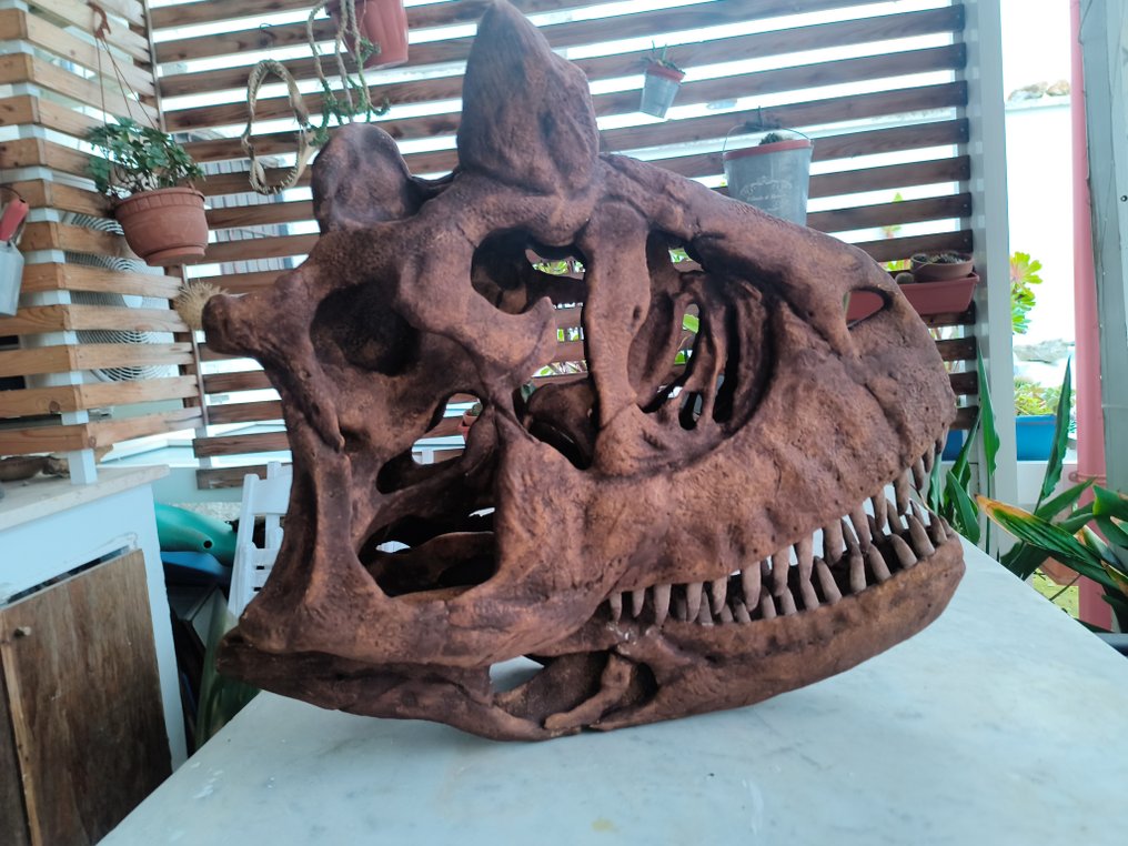 Dinosaur Reptile skull - Carnotaurus - 52 cm - 31 cm - 57 cm #1.0