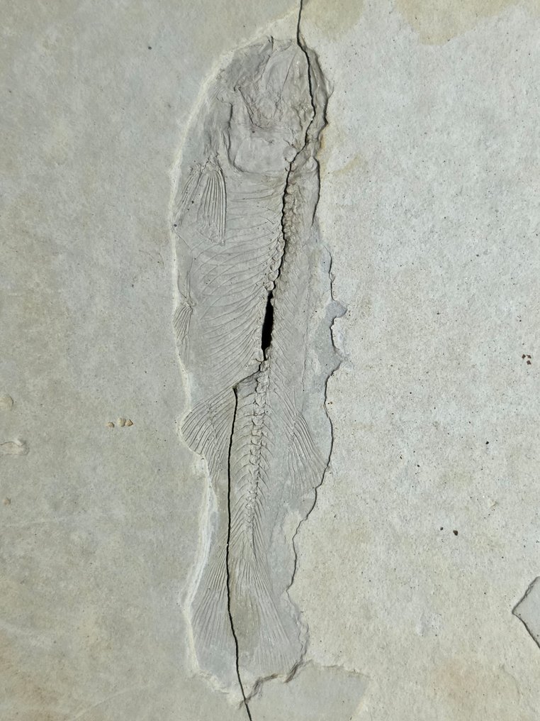 Fish - Fossile dyr - Lycopteria - 21 cm - 12.5 cm (Ingen reservasjonspris) #3.2