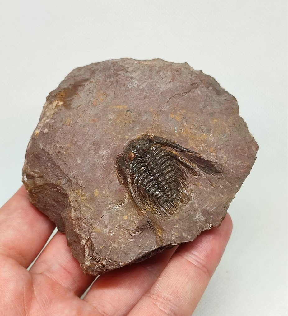 Fossilised animal - Linda Trilobite Leonaspis (No reserve price) #2.1