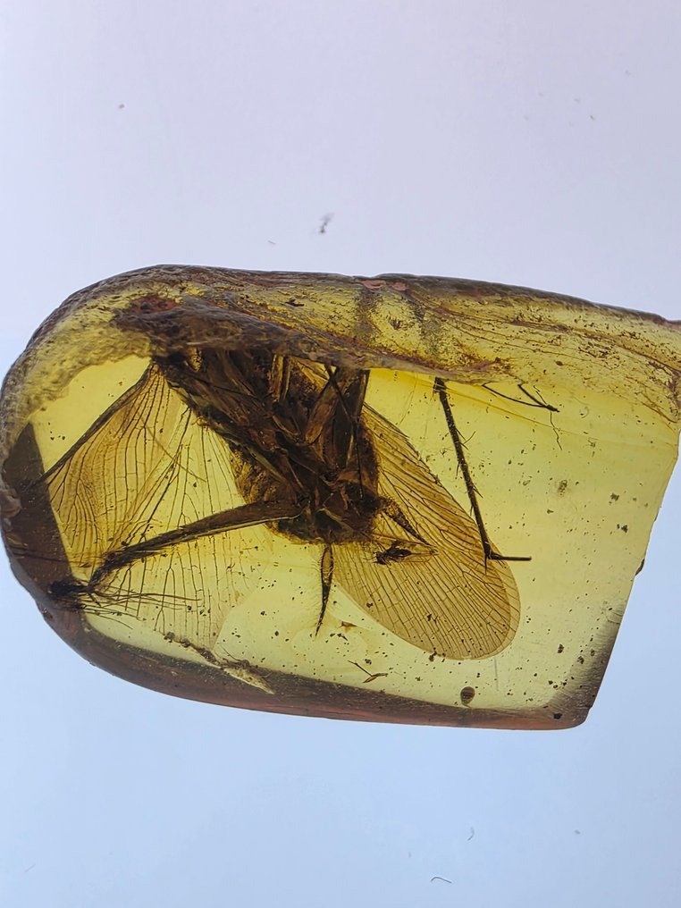 Κεχριμπάρι Βιρμανίας - Κεχριμπάρι (χωρίς τιμή ασφαλείας) #1.0