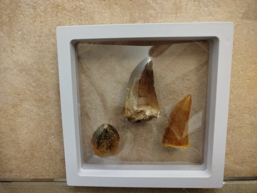 Conjunto de 3 dientes de Mosasaurio (Beaugey y - Dientes fósiles (Sin precio de reserva) #3.2
