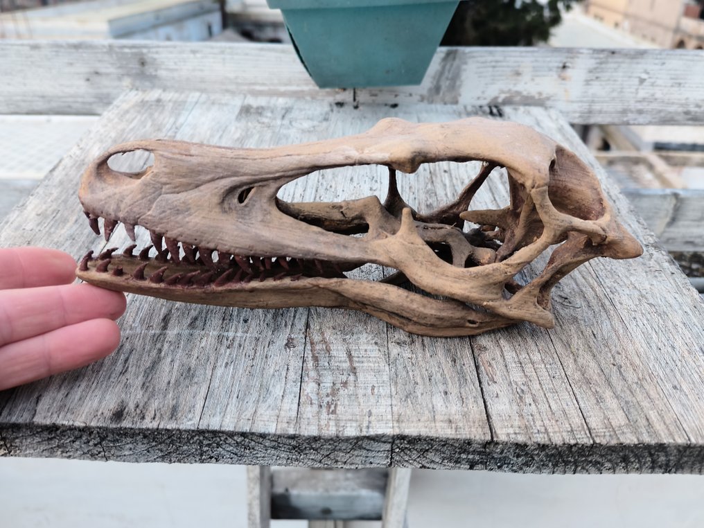 恐龙 - 骨骼化石 - velociraptor - 9 cm - 10 cm  (没有保留价) #1.0