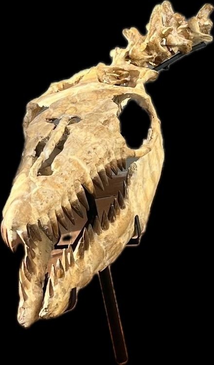 Marine reptile - Fossil skull - 135 cm - 80 cm #1.0