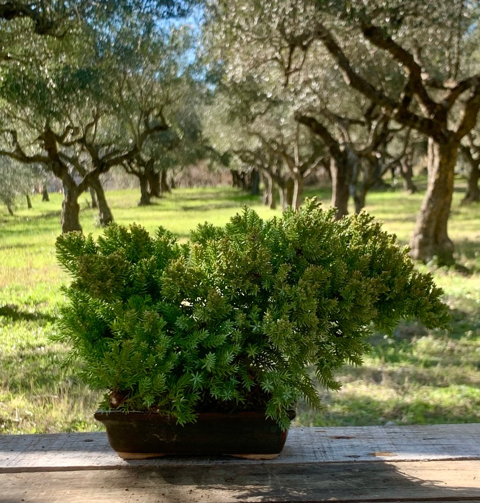 Juniper bonsai (Juniperus) - Height (Tree): 10 cm - Depth (Tree): 11 cm - Japan #1.0