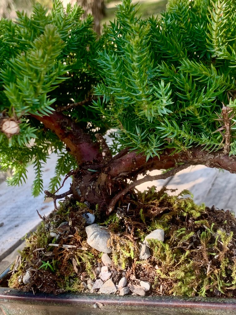 Juniper bonsai (Juniperus) - Height (Tree): 10 cm - Depth (Tree): 11 cm - Japan #3.2