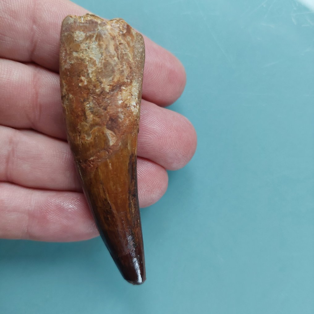 Dinosaur - Fossil tand - Spinosaurus aegyptiacus - 80 mm - 25 mm #1.0