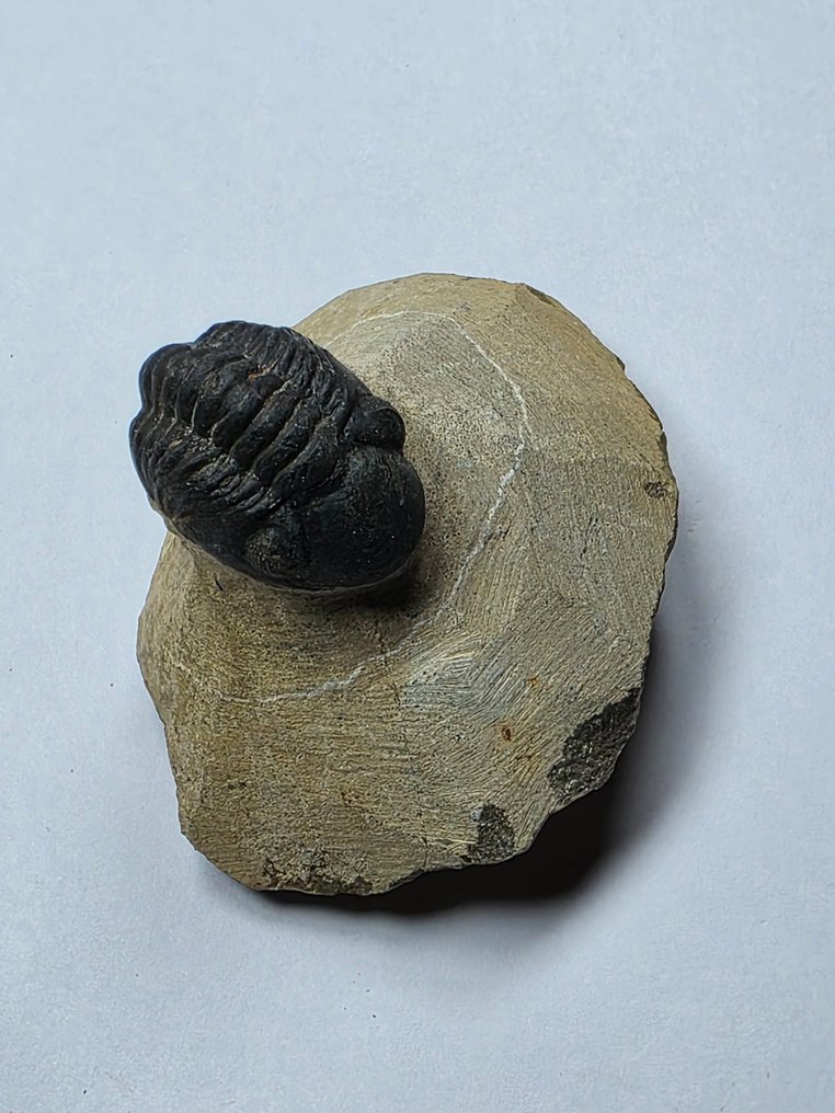 Trilobita - Animal fossilizado - Phacops - 6 cm (Sem preço de reserva) #1.0
