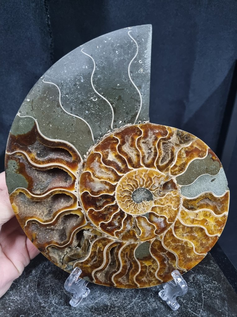 Vacker stor ammonit - Fossiliserat djur - Aioloceras (Cleoniceras) sp - 204 mm - 173 mm (Utan reservationspris) #1.0