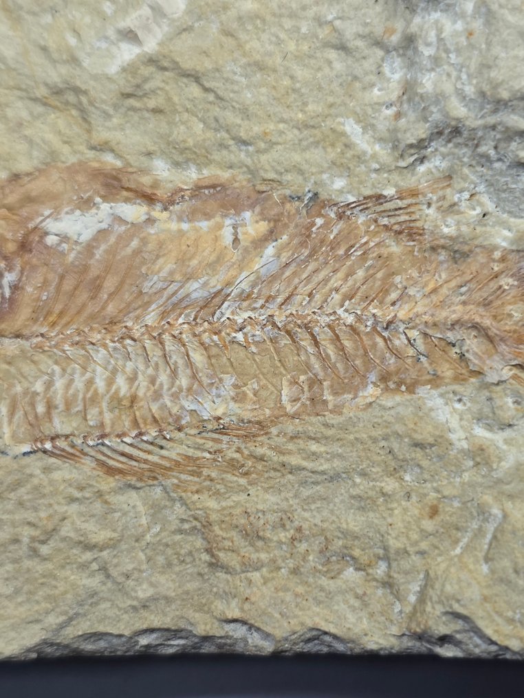 Fossiliserat djur - fish - 8.5 cm (Utan reservationspris) #2.1