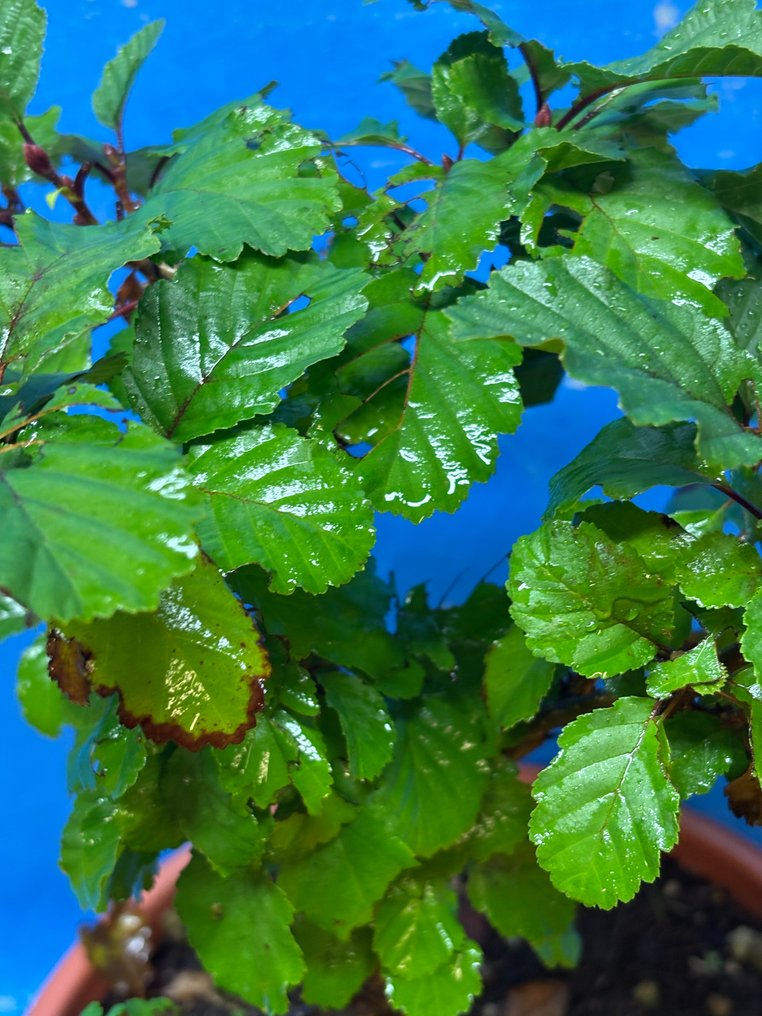 角树盆景（鹅耳枥属） - 高度 (树干): 30 cm - 深度 (树干): 20 cm - 意大利 #2.1