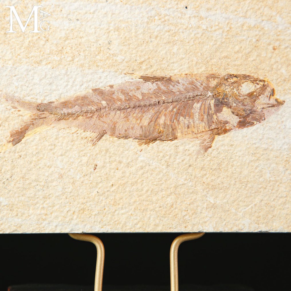 50 milionów lat temu - okres eocenu A Modern Wunderkammer - Frammento fossile - Knightia - płyta z fosyli na drewnianej i mosiężnej - Wysokość: 160 mm - Szerokość: 150 mm- 521 g #2.1