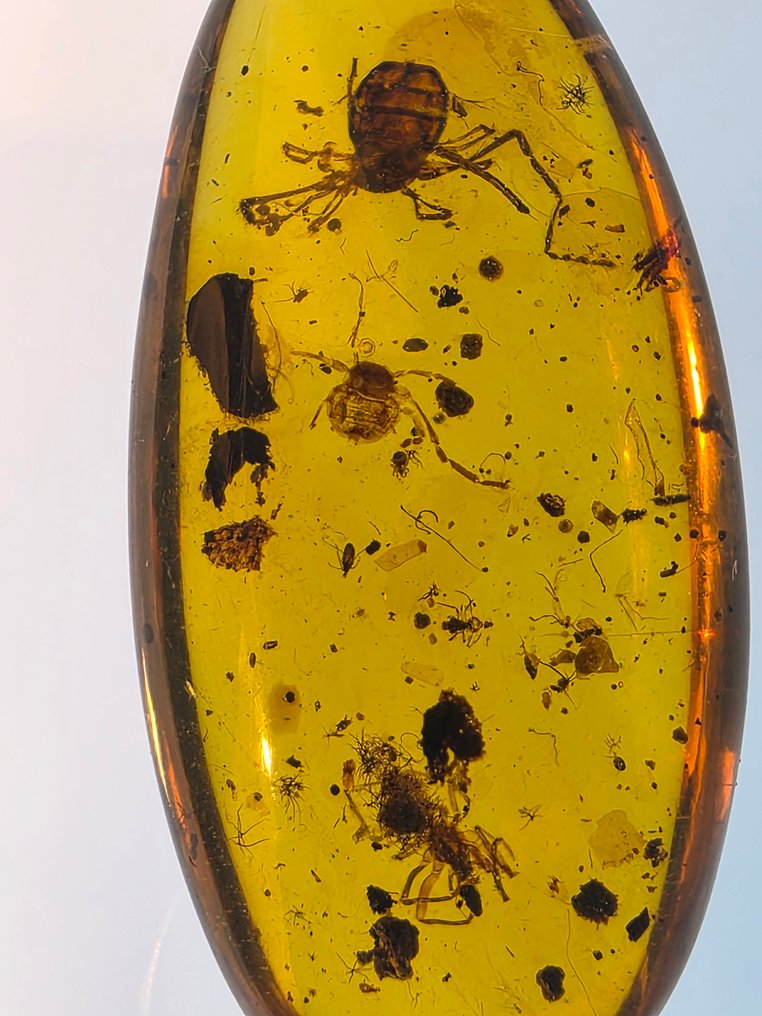 Chihlimbar birmanez - Chihlimbar - Ricinulei #1.0