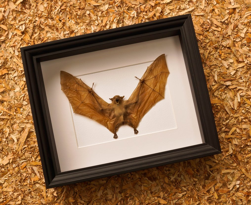 Namalowany nietoperz Vesper - w oprawie. Eksponat taksydermiczny (całe ciało) - Macroglossus minimus - 23 cm - 28.5 cm - 5 cm - Gatunki inne niż CITES #1.0