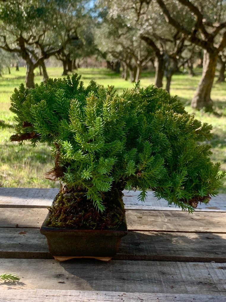 Juniper bonsai (Juniperus) - Height (Tree): 10 cm - Depth (Tree): 11 cm - Japan #2.1