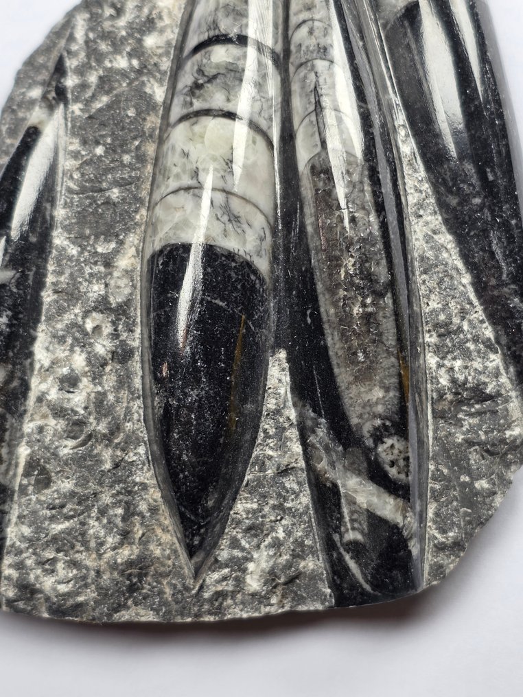 Orthoceras - Fossiliserat djur - 14.5 cm (Utan reservationspris) #4.3