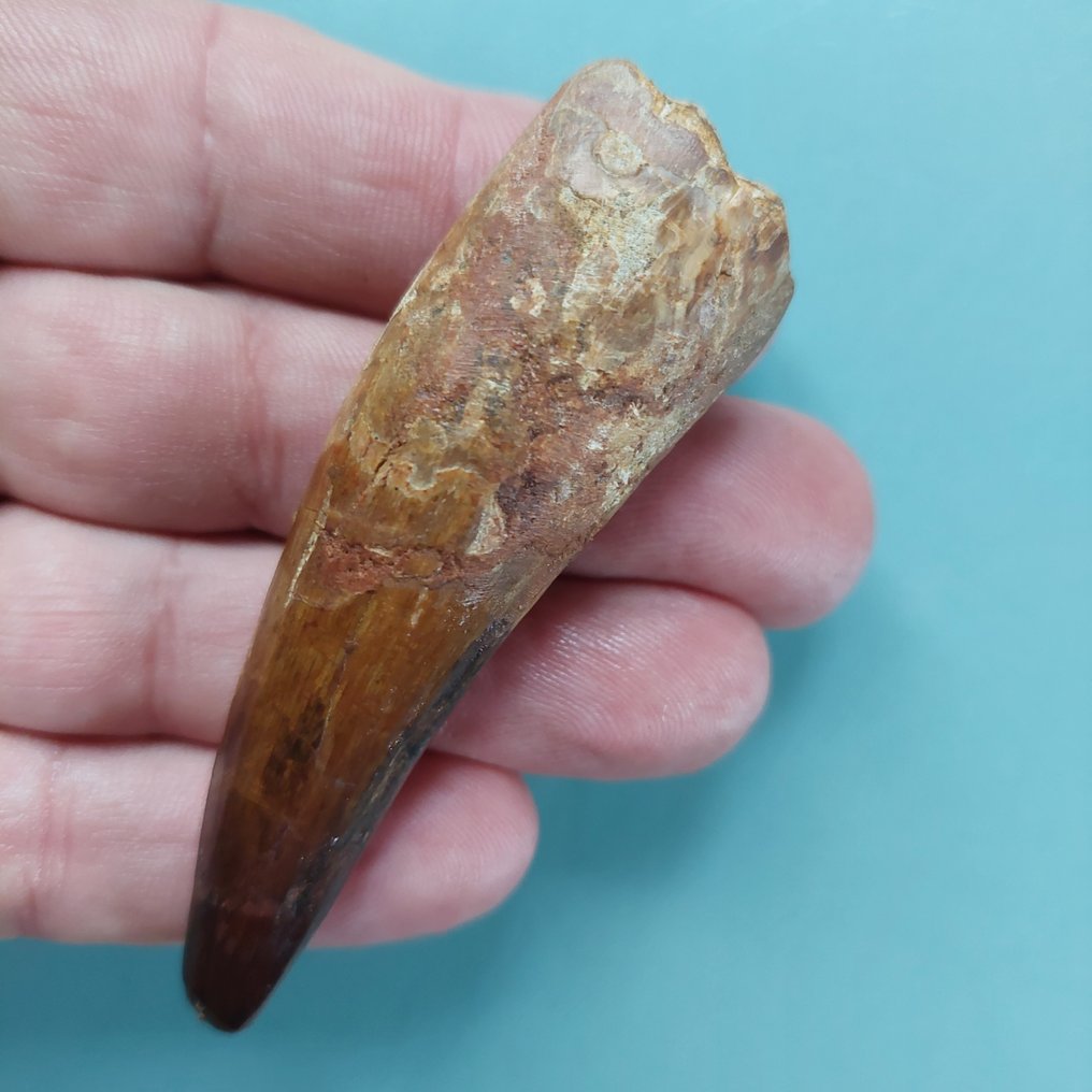 Dinosaur - Fossil tand - Spinosaurus aegyptiacus - 80 mm - 25 mm #2.1