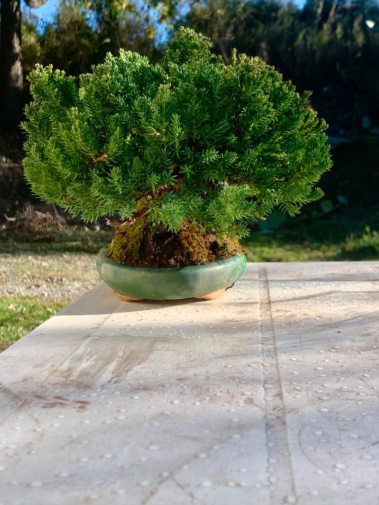 Άρκευθος μπονσάι (Juniperus) - Ύψος (Δέντρο): 12 cm - Βάθος (Δέντρο): 30 cm - Ιαπωνία #3.2