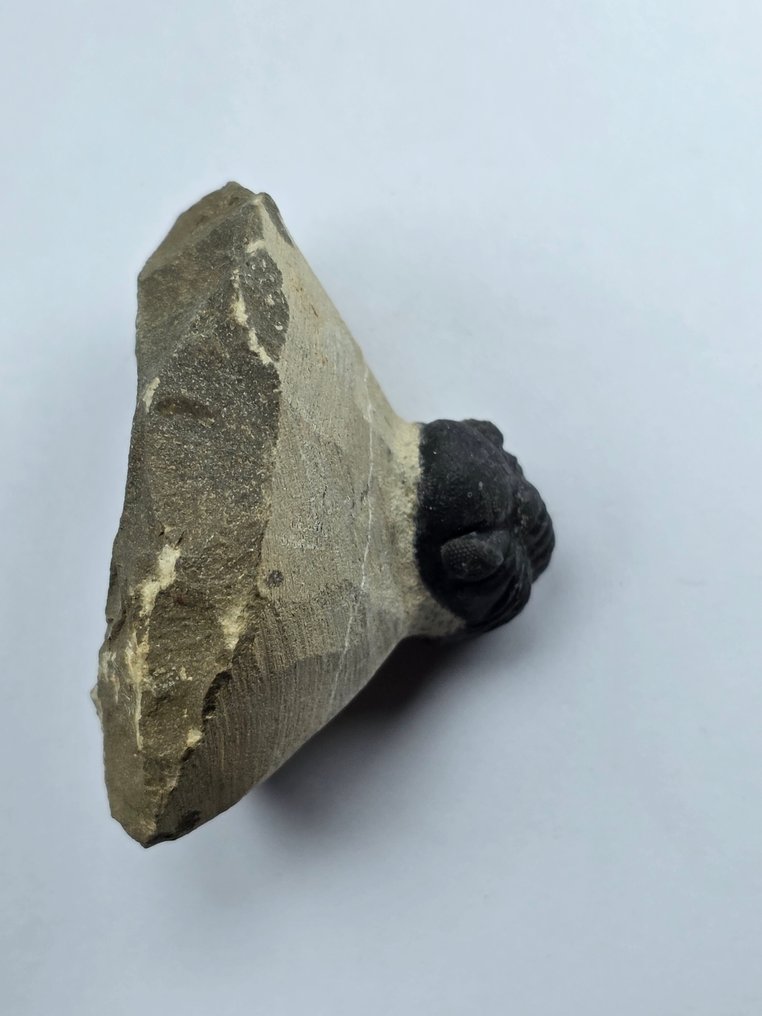 Trilobita - Animal fossilizado - Phacops - 6 cm (Sem preço de reserva) #3.2