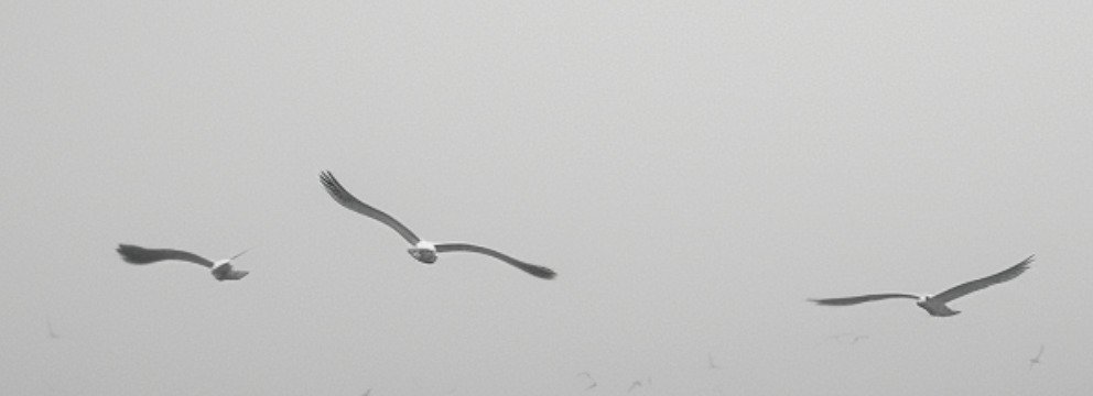 Raquel Pellicano - Echoes at Low Tide #3.2