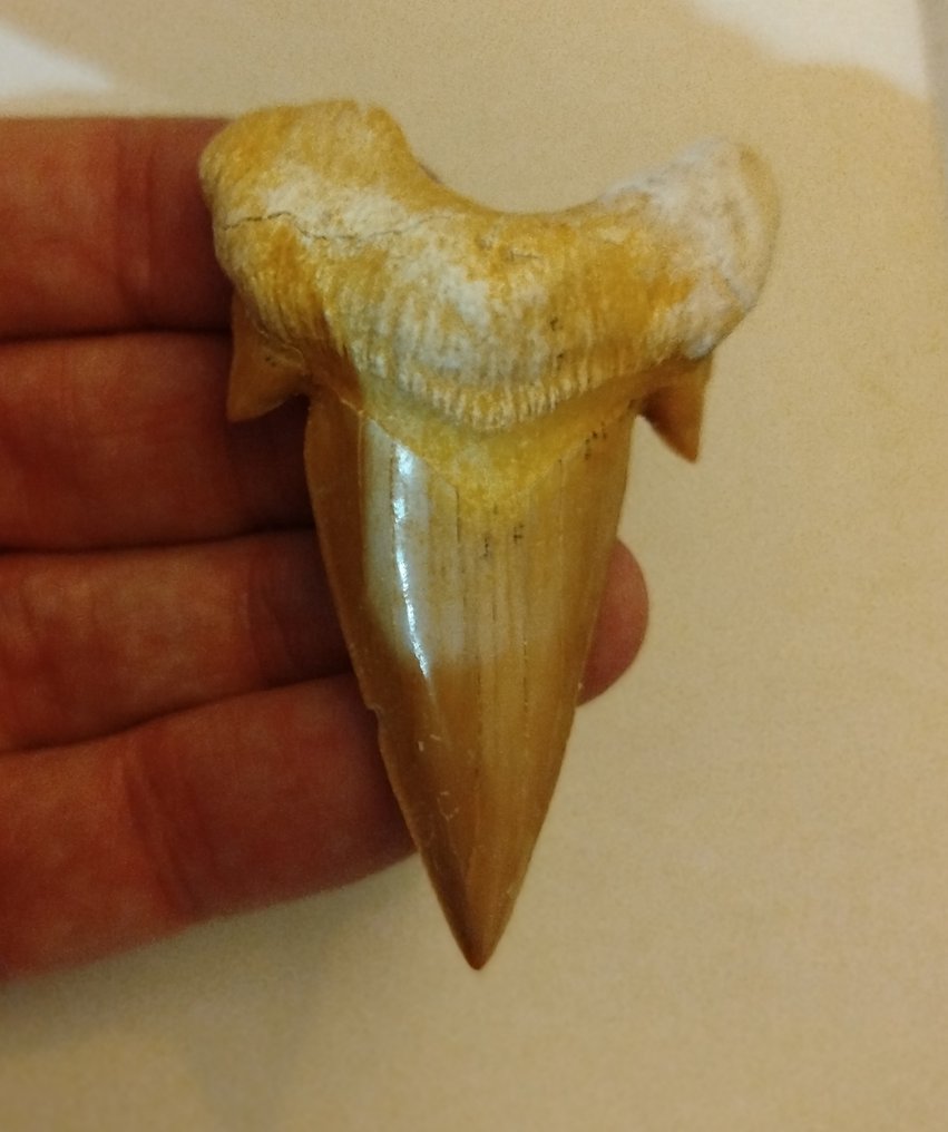 Conjunto de dientes de Otodus Obliquus y Otodus Sokolovi - Dientes fósiles (Sin precio de reserva) #3.2