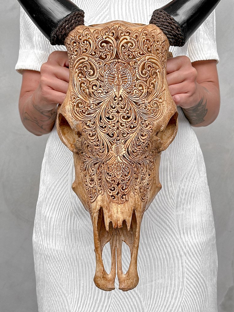 无底价 - 正宗手工雕刻棕色牛头骨 - 小莲花图案 雕刻的颅骨 - Bos Taurus - 56 cm - 40 cm - 16 cm- 非《濒危物种公约》物种 -  (1) #1.0