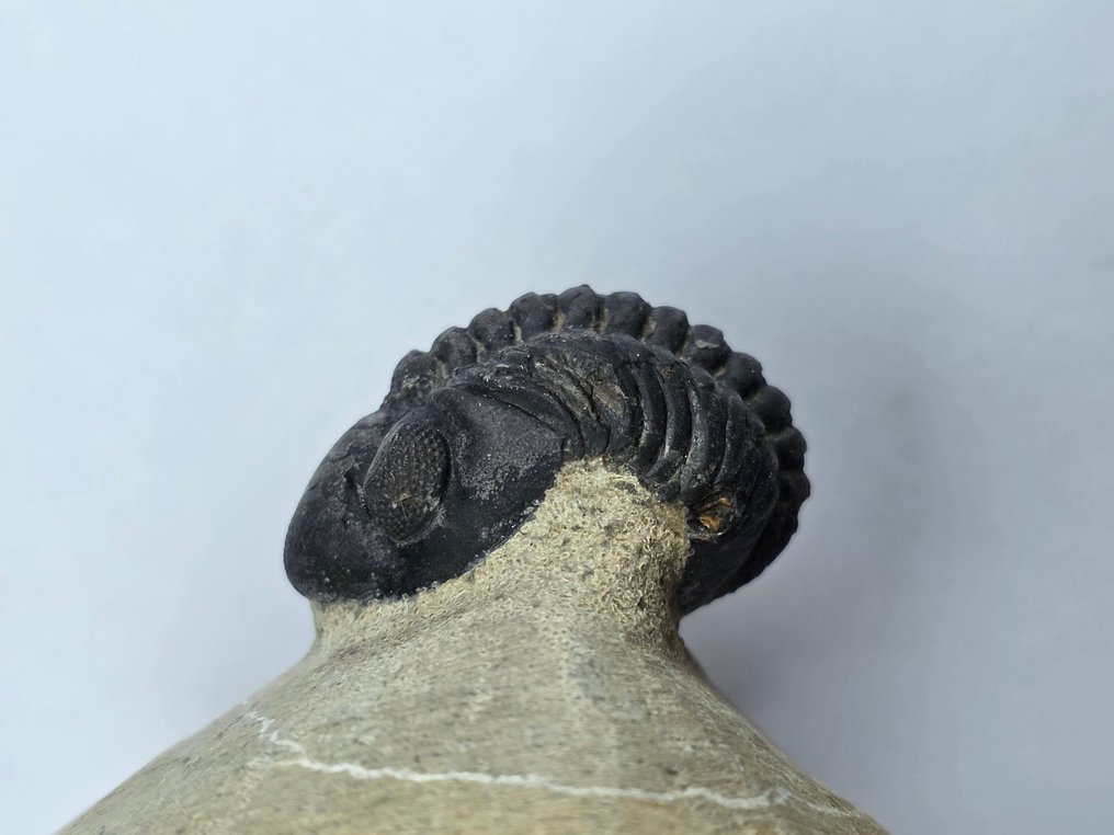 Trilobita - Animal fossilizado - Phacops - 6 cm (Sem preço de reserva) #1.0