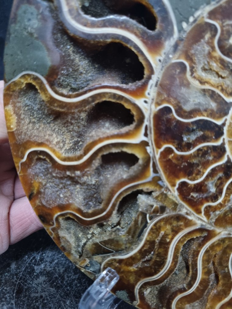 Vacker stor ammonit - Fossiliserat djur - Aioloceras (Cleoniceras) sp - 204 mm - 173 mm (Utan reservationspris) #3.2