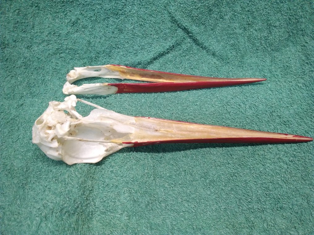 白鹳 頭骨 - Ciconia ciconia - 52 mm - 48 mm - 228 mm- 非《瀕臨絕種野生動植物國際貿易公約》物種 -  (1) #1.0