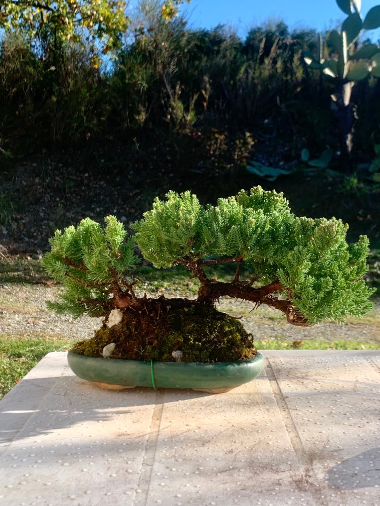 Άρκευθος μπονσάι (Juniperus) - Ύψος (Δέντρο): 12 cm - Βάθος (Δέντρο): 30 cm - Ιαπωνία #1.0