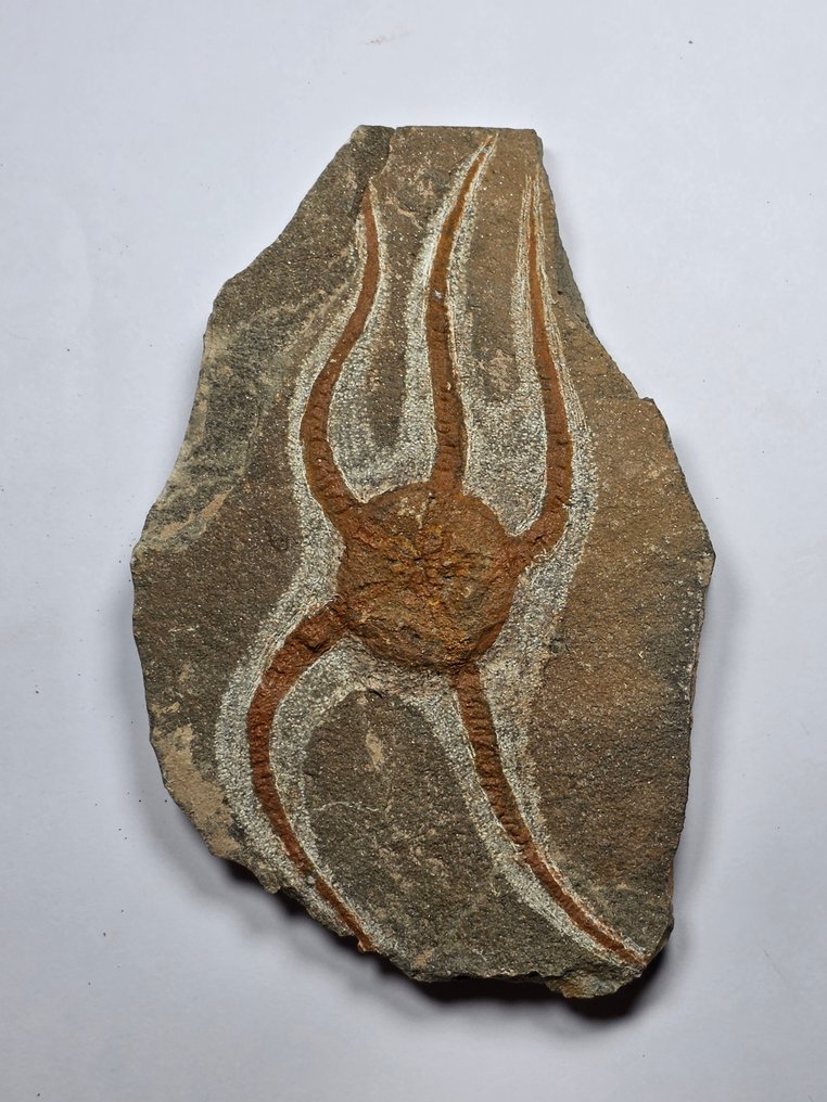 Crinoid - Fossile dyr - 16 cm  (Ingen reservasjonspris) #1.0