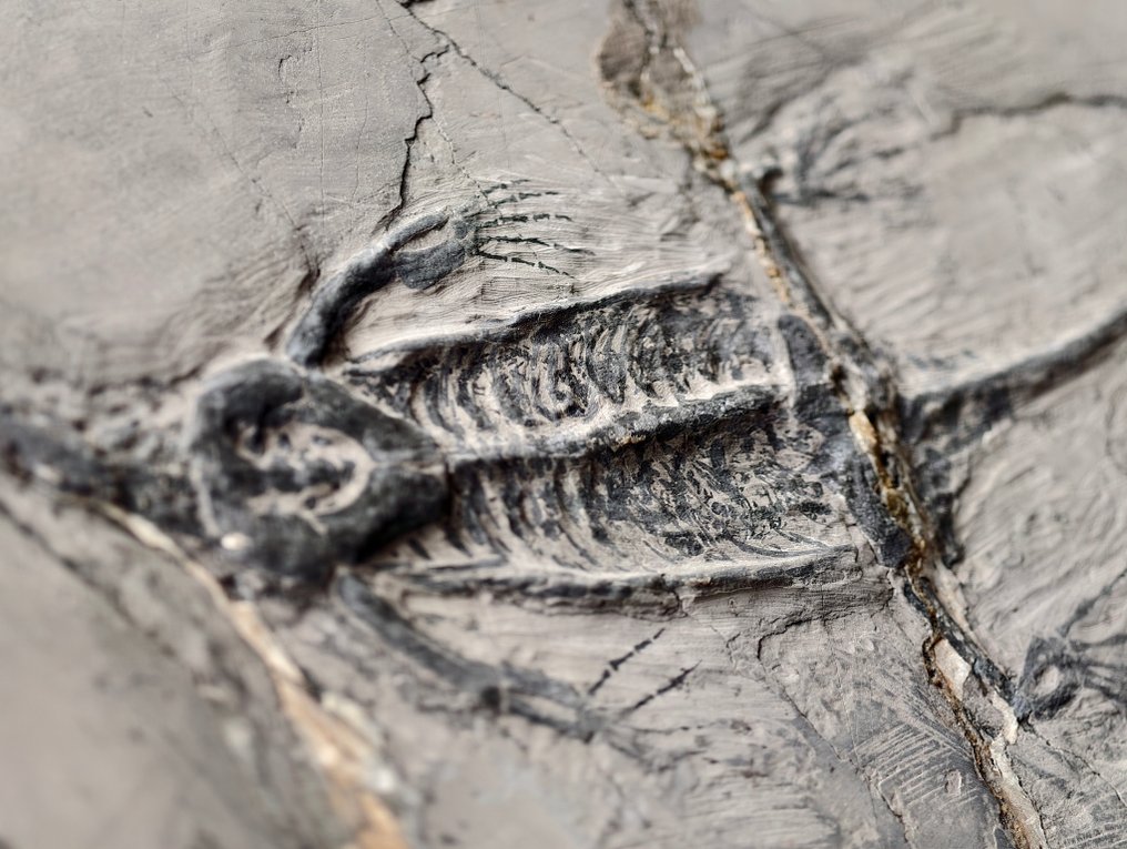 Um fóssil de esqueleto de Keichousaurus grávida. - Esqueleto fóssil #4.3