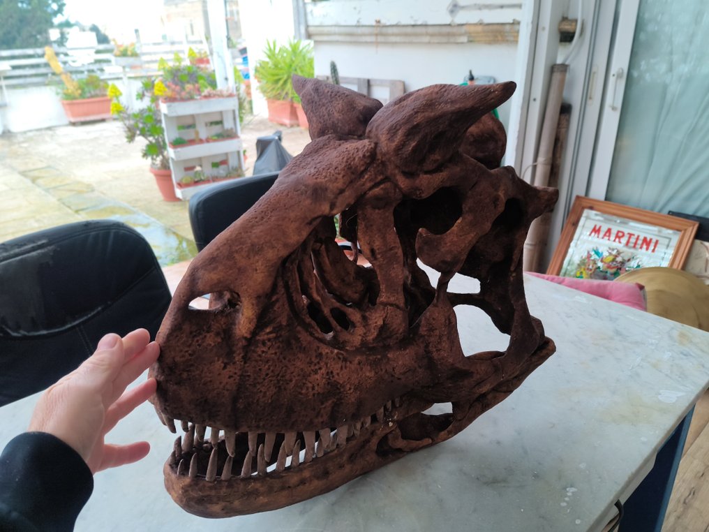 Dinosaur Reptile skull - Carnotaurus - 52 cm - 31 cm - 57 cm #4.3