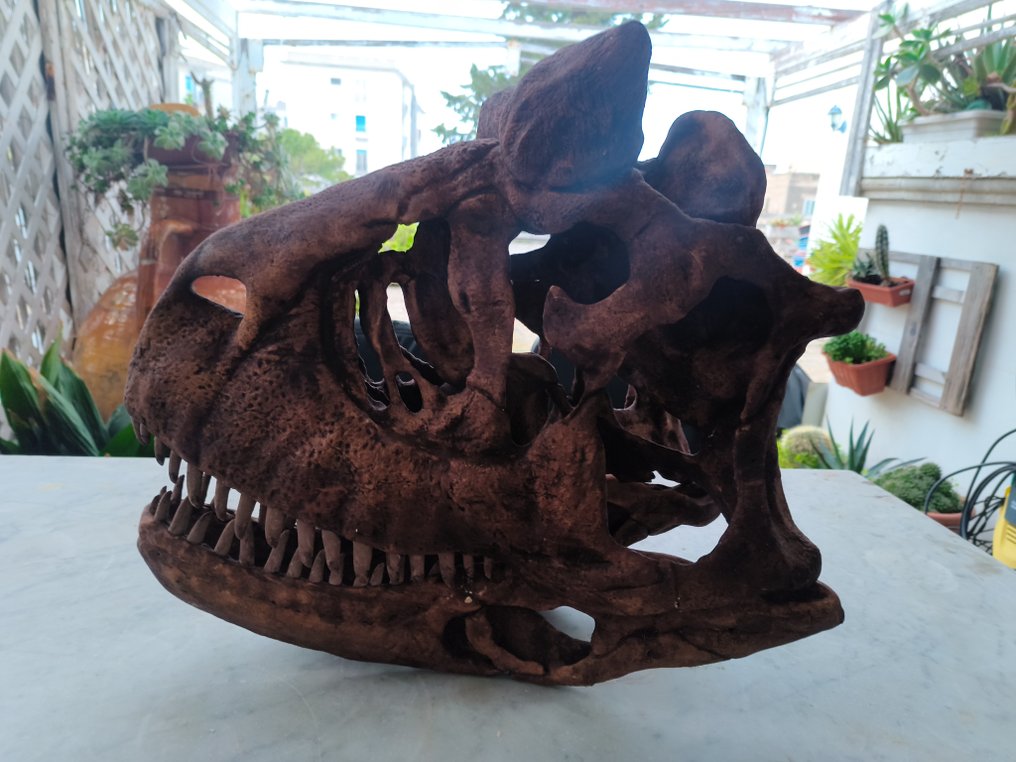 Dinosaur Reptile skull - Carnotaurus - 52 cm - 31 cm - 57 cm #2.1