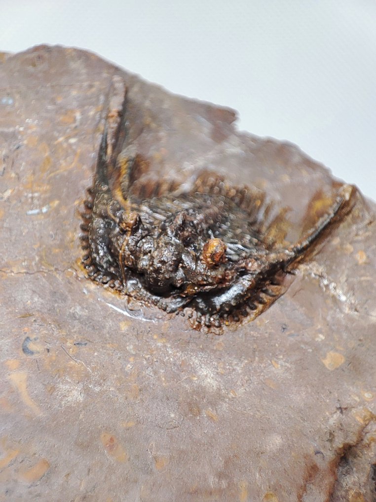 Fossilised animal - Linda Trilobite Leonaspis (No reserve price) #1.0