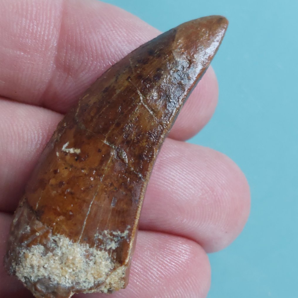 Dinosaurier - Fossiler Zahn - Carcharodontosaurus sp. - 55 mm - 22 mm #2.1