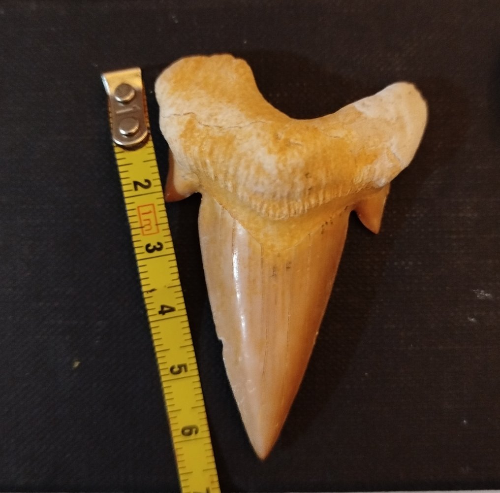 Conjunto de dientes de Otodus Obliquus y Otodus Sokolovi - Dientes fósiles (Sin precio de reserva) #4.3