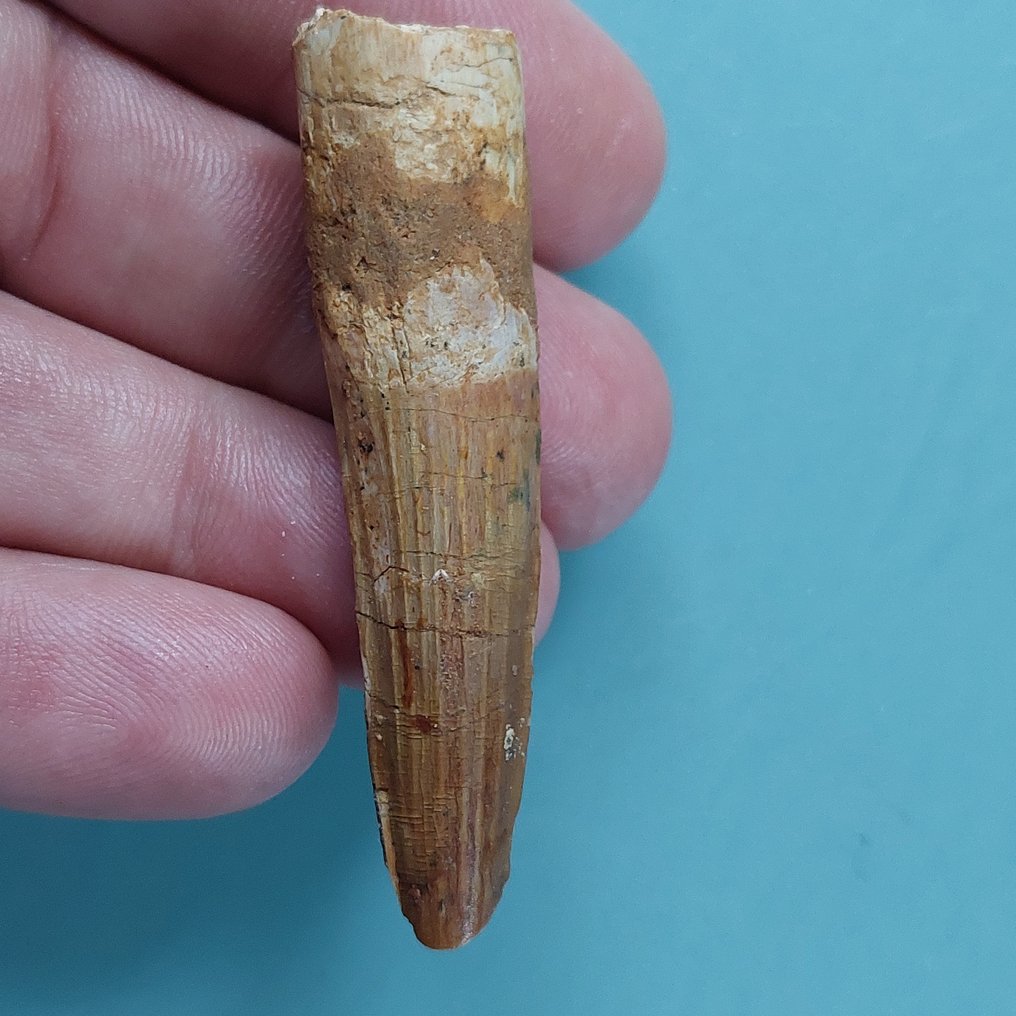 Dinosaur - Fossil tooth - Spinosaurus aegyptiacus - 62 mm - 18 mm (No reserve price) #1.0