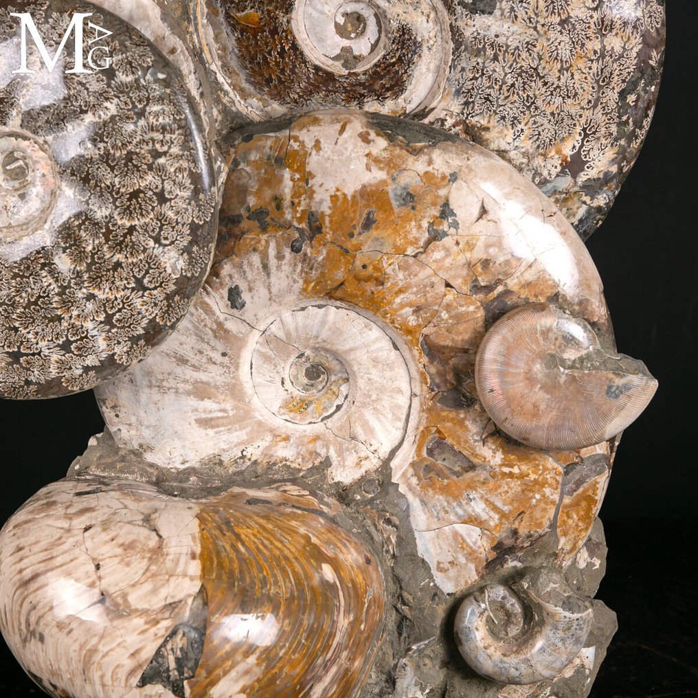 Grande bloco de fóssil com ammonites e um nautiloide – Madagascar - Altura: 635 mm - Largura: 435 mm- 40.2 kg #2.1