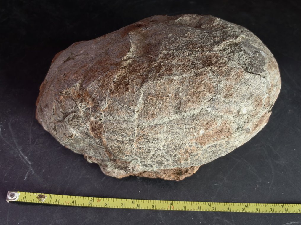 Dinosaur - Hadrosaurus egg - Fossilised egg #1.0