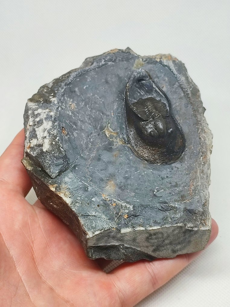 Fossiliserat djur - Linda Trilobite Harpetida (Utan reservationspris) #2.1